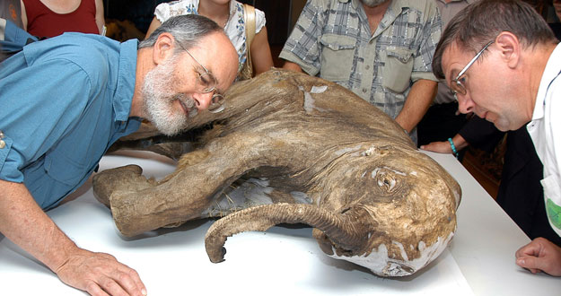 Cient&iacute;ficos examinan un beb&eacute; mamut encontrado en la ciudad &aacute;rtica de Salekhard, el mejor conservado hasta la fecha.