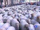 Ir al Video&nbsp;Se ha celebrado en Madrid el tradicional paso de ovejas por la Ca&ntilde;ada Real