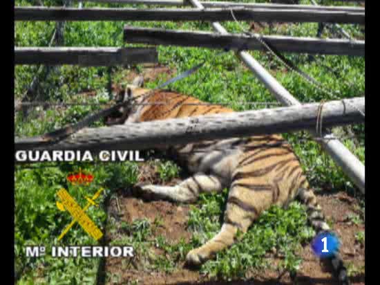 Se escapan de un zoo de Gran Canaria tres tigres