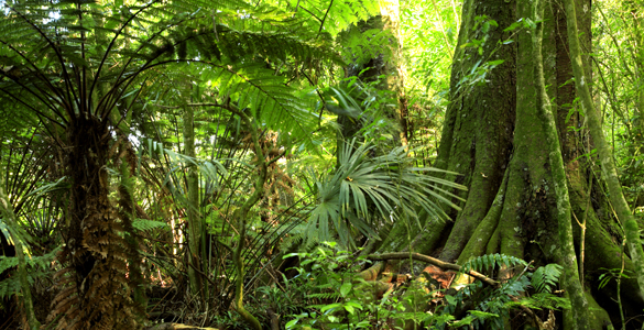 La plataforma continental de la Antártida albergó bosques tropicales hace unos 50 millones de años La plataforma continental de la Antártida albergó bosques tropicales hace unos 50 millones de años
