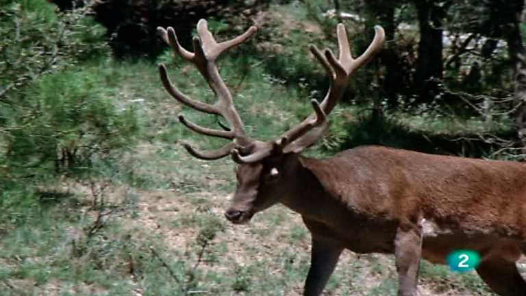 El hombre y la Tierra (Fauna ib&eacute;rica) - Los se&ntilde;ores del bosque 1