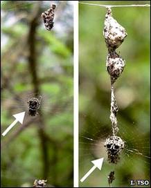 Se&ntilde;uelo creado por la ara&ntilde;a