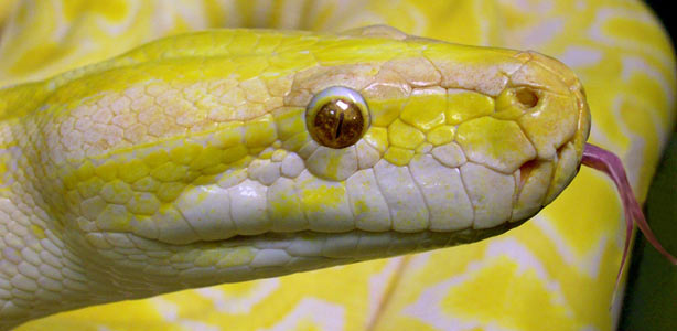Una serpiente albina