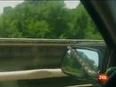 Ir al Video&nbsp;Una serpiente aparece en el parabrisas del coche de una mujer mientras conduc&iacute;a