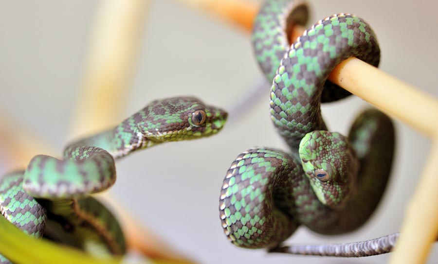 Serpiente de cascabel