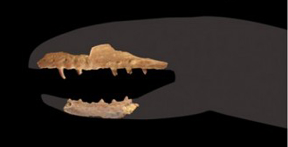 Fragmentos dentales de un individuo Coniophis precedns, considerado un reptil de transición entre los reptiles con patas y las serpientes. Fragmentos dentales de un individuo Coniophis precedns, considerado un reptil de transición entre los reptiles con patas y las serpientes.