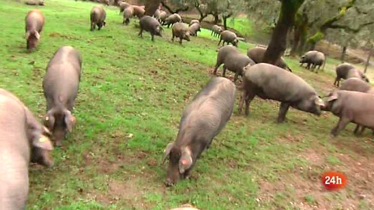 Zoom Tendencias - Sierra de Aracena - 24/11/12 