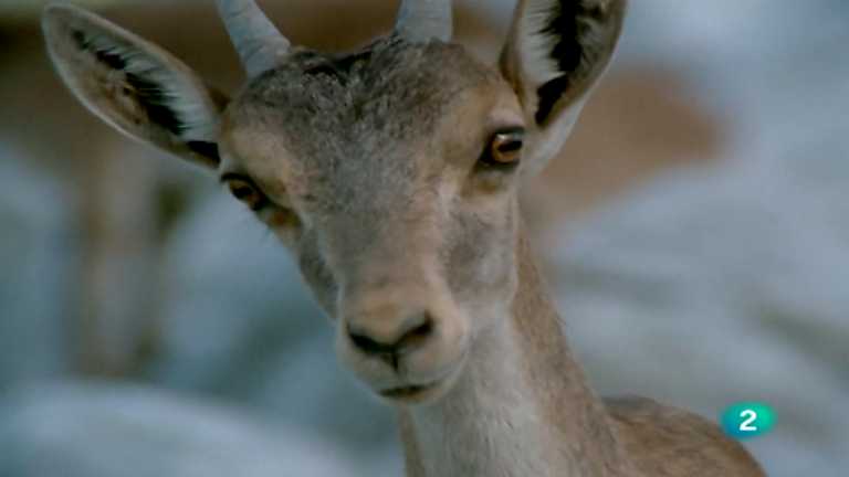El hombre y la Tierra (Fauna ib&eacute;rica) - Las sierras de Cazorla y de Segura, 1