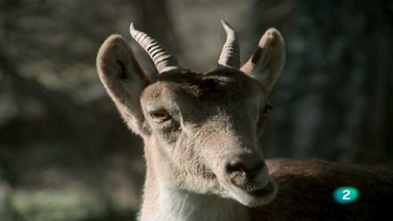 El hombre y la Tierra (Fauna ib&eacute;rica) - Las sierras de Cazorla y de Segura, 2