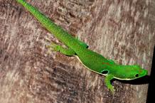 Madagascar es uno de los lugares donde los lagartos se est&aacute;n extinguiendo m&aacute;s r&aacute;pidamente. En la foto un ejemplar de la familia de las salamanquesas.