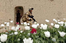 An Afghan man watches a British soldier walking past a poppy field while on foot patrol in Musa Qala