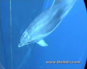 Ver v&iacute;deo  'Sonidos puls&aacute;tiles de los delfines para evitar agresiones f&iacute;sicas'