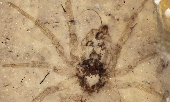 La ara&ntilde;a fosilizada del Jur&aacute;sico medio