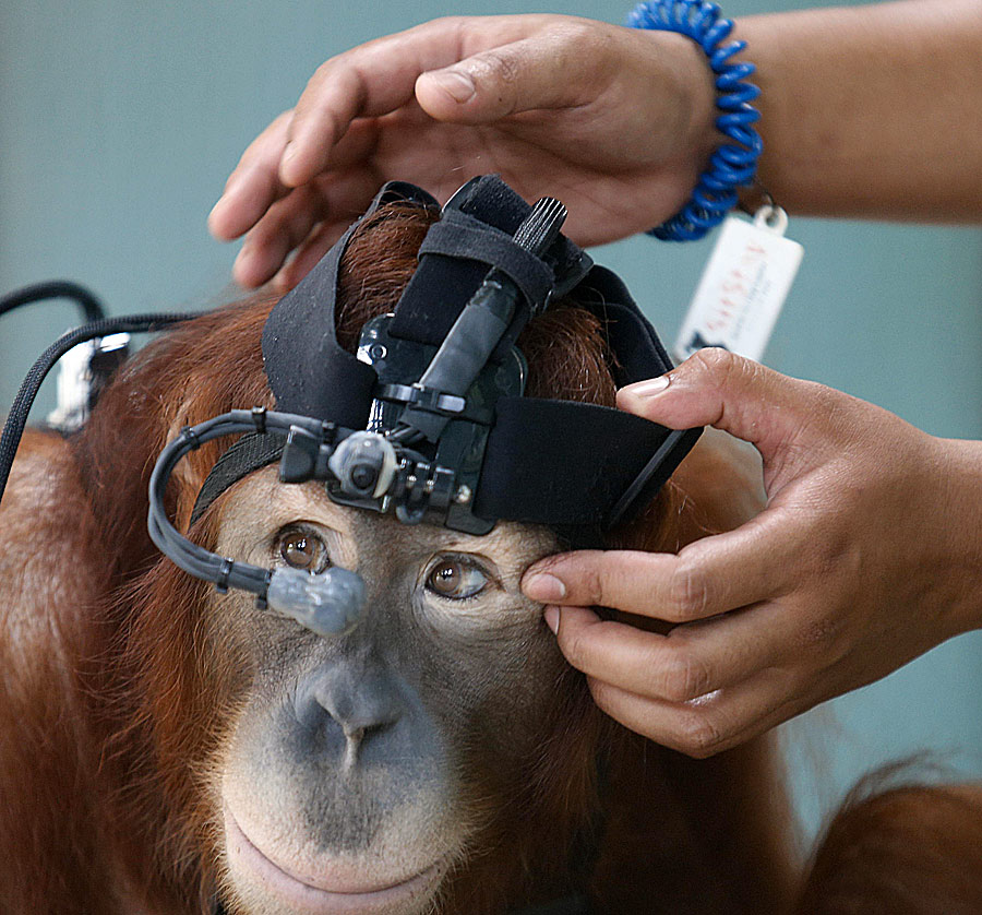 <strong>As&iacute; piensan los orangutanes</strong>