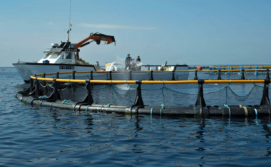 <strong>Granjas marinas altamente tecnificadas</strong>