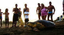 Suelta de una tortuga boba en una playa urbana Suelta de una tortuga boba en una playa urbana