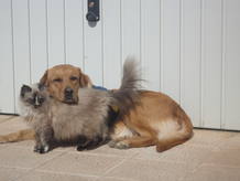 Sugar y Diva del equipo de terapia animal Somos dos