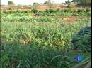 Ir al Video&nbsp;La superficie dedicada a la agricultura ecol&oacute;gica en Espa&ntilde;a ha aumentado un 33 por ciento en un a&ntilde;o