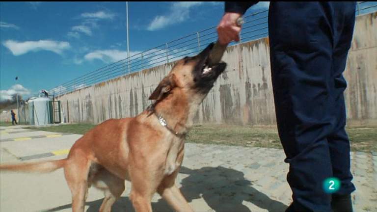 M&aacute;s que perros y gatos - T2 - Cap&iacute;tulo 2