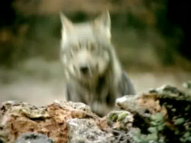 El hombre y la tierra - Taiga, el azor