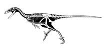 Talos sampsoni