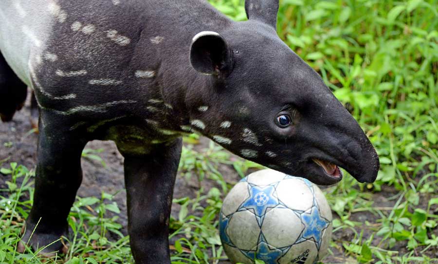 Tapir futbolero