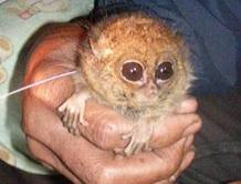 tarsier