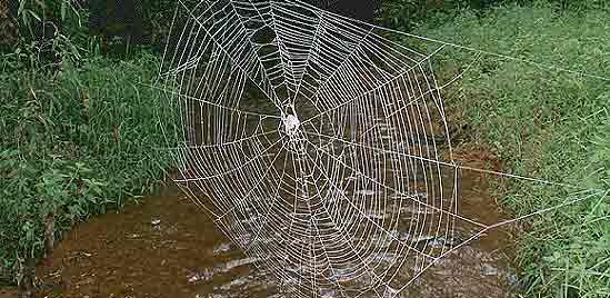 La telara&ntilde;a m&aacute;s grande del mundo