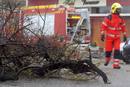 Un &aacute;rbol ca&iacute;do en LEscala