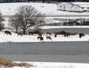 Varios caballos buscan pasto a orillas del pantano del Ebro, cubierto por la nieve debido a las intensas nevadas que est&aacute;n cayendo en las zonas interiores de la cornisa cant&aacute;brica.