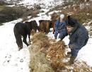 Un ganadero y su hijo dan de comer a sus caballos tras quedar estos aislados por la nieve, debido a las intensas nevadas que estan cayendo en las zonas interiores de la cornisa c&aacute;ntabrica.