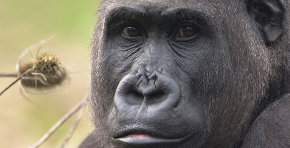 En un tercio del genoma humano se pueden apreciar más parecidos con el gorila que con el chimpancé. En un tercio del genoma humano se pueden apreciar más parecidos con el gorila que con el chimpancé.