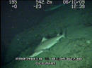 Un quelvacho (Centrophorus granulosos) filmado por la expedici&oacute;n Oceana Ranger a las Islas Canarias en octubre de 2009.