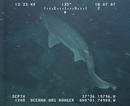 Tibur&oacute;n boquidulce (Heptranchias perlo) grabado en una de las expediciones a bordo del catamar&aacute;n Oceana Ranger en el Mediterr&aacute;neo en julio de 2007