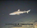 Caz&oacute;n (Galeorhinus galeus). Expedici&oacute;n Oceana Ranger a las islas Canarias en septiembre de 2009