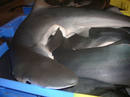 Tiburones azules (Prionace glauca) almacenados en cajas en la lonja francesa de Lorient