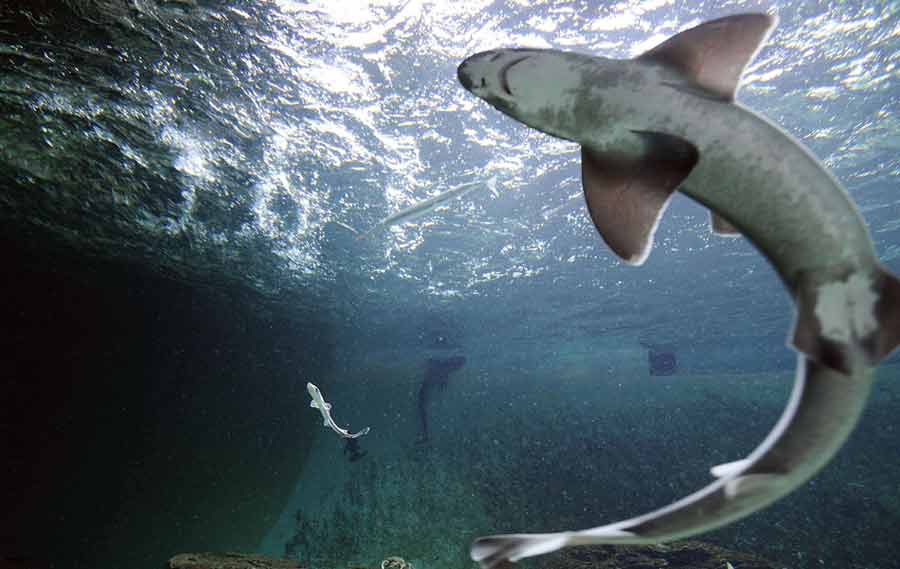 Tiburones nacidos en cautividad