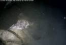 Ir al Video&nbsp;Tiburones rodean a uno de los cerdos lanzados para estudiar el oc&eacute;no