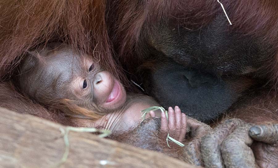 Tierno orangután