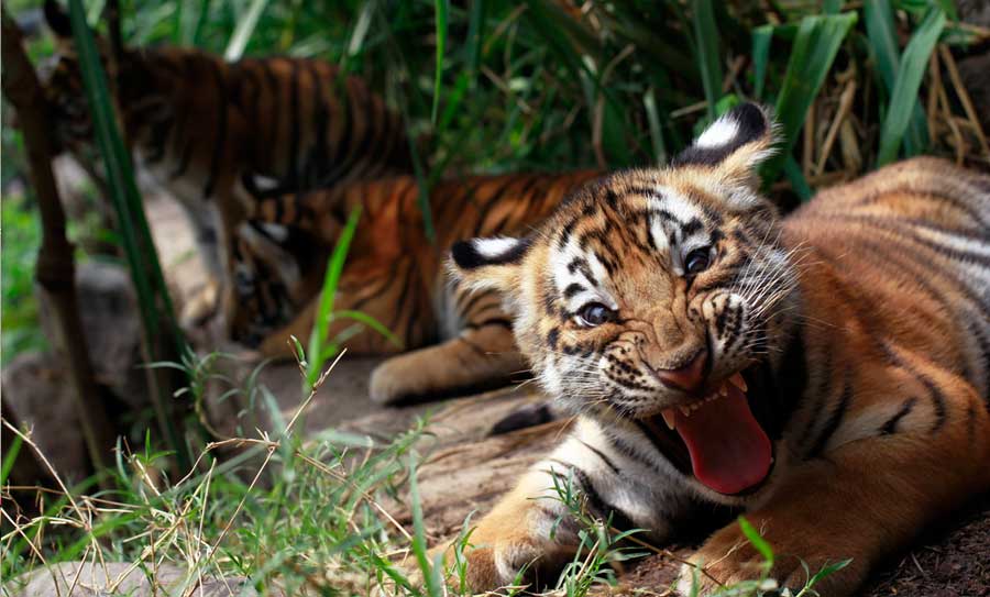 Un tigre de Bengala muy feroz