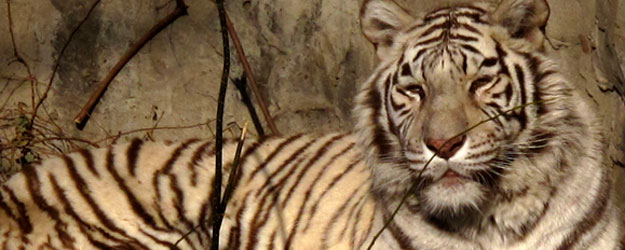 Tigre de bengala en el parque zool&oacute;gico de Pek&iacute;n.