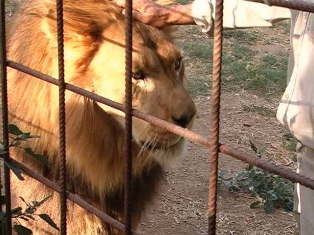 Comando Actualidad - Un tigre en Sevilla