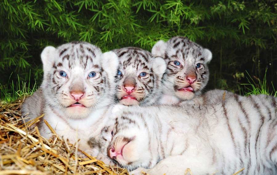 Tigres de bengala blanco