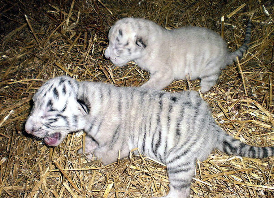 Tigres blancanieves