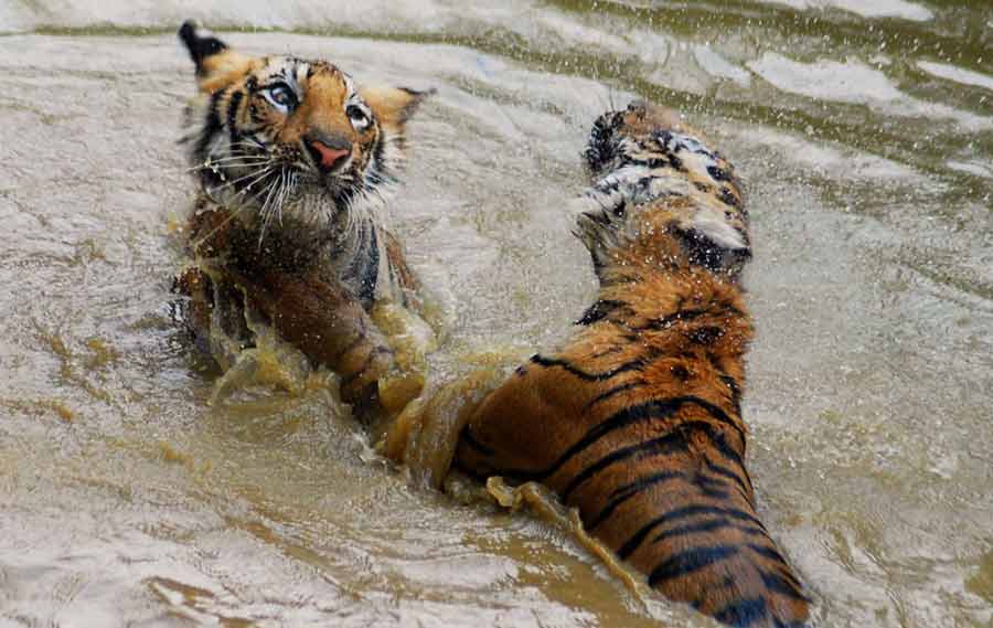 Tigres en la India