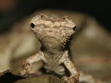 Estos animales han podido evolucionar de un antepasado también pequeño de Madagascar, diferente a los habituales camaleones grandes y coloridos Estos animales han podido evolucionar de un antepasado también pequeño de Madagascar, diferente a los habituales camaleones grandes y coloridos