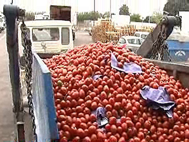 Espa&ntilde;a Directo - Tomates a la basura