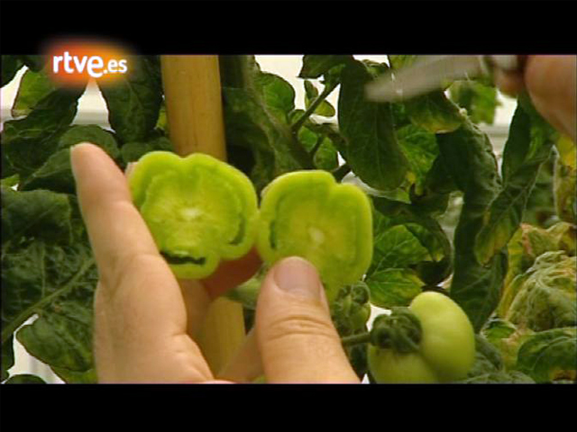 Cr&oacute;nicas - &iquest;Tomates sin semilla? 
