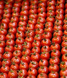 El poder antioxidante de la p&igrave;el del tomate es la base de este nuevo f&aacute;rmaco.