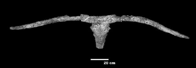 Se trata de una pieza espectacular, con dos metros de cuernos dirigidos hacia fuera, ligeramente apuntados hacia delante, y mucho m&aacute;s grandes que los m&aacute;s grandes toros de lidia actuales.